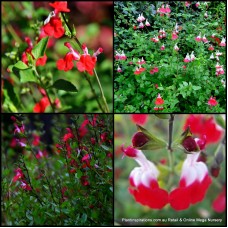 Salvia Hot Lips x 1 Cottage Garden Bush Red Pine White Flowering Plants Hardy Shrubs Bird Attracting microphylla x jamensis Frost resistant Border Hedge Rockery